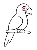 Fire Parrots 火鸚鵡